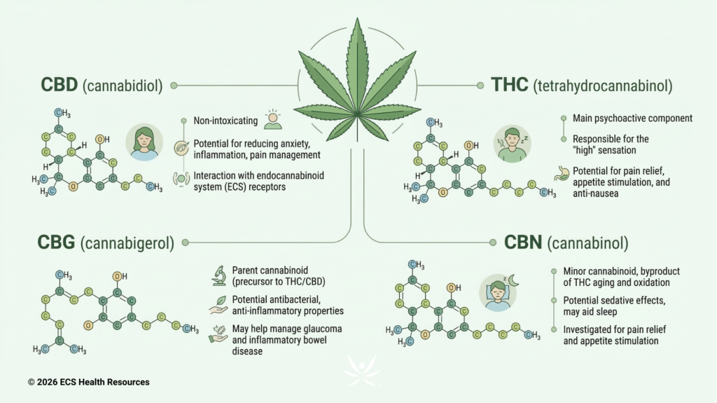 Infographic comparing CBD and THC cannabinoids and their effects in the body