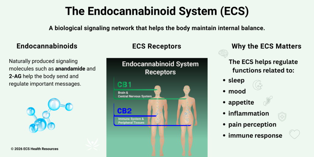 Endocannabinoid system infographic showing endocannabinoids CB1 and CB2 receptors and body functions