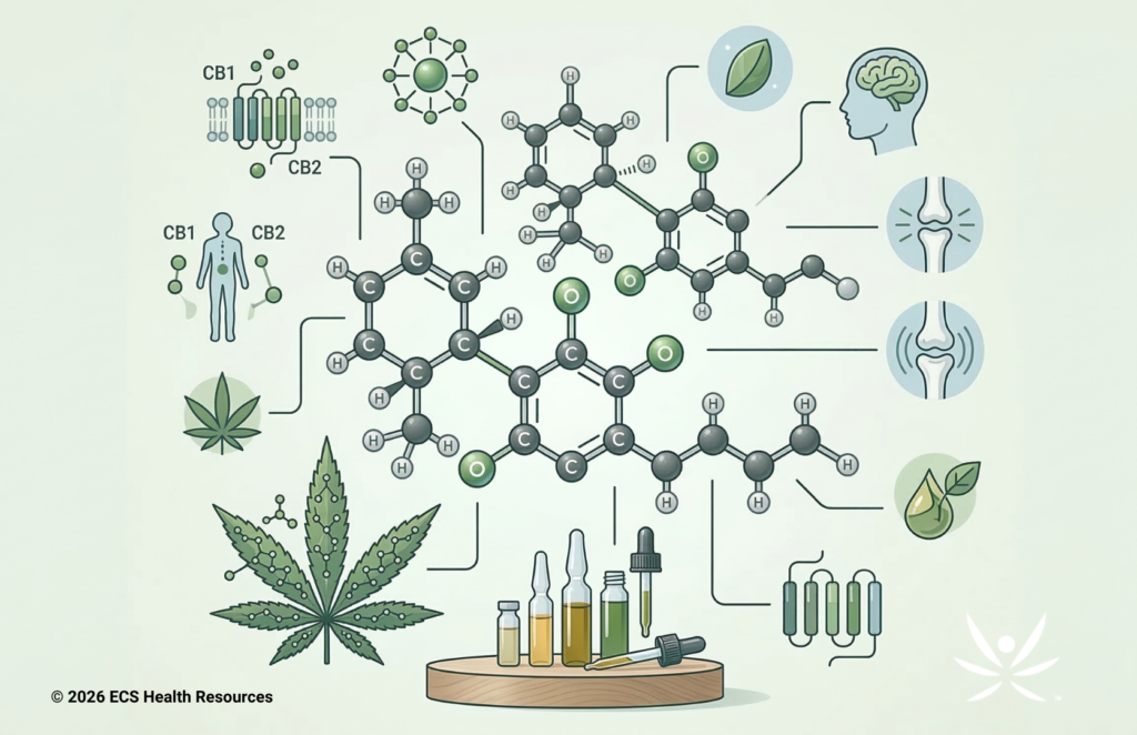 Diagram showing cannabidiol molecule cannabis plant and CB1 CB2 receptors in the endocannabinoid system